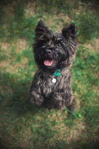 Cute Cairn Terrier dog, portrait close, summer