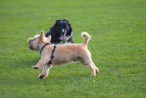 two dogs playing outdoors collie and cairn terrier