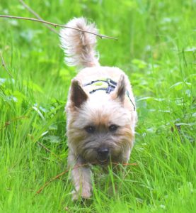 cute cairn terrier dog running through long grass