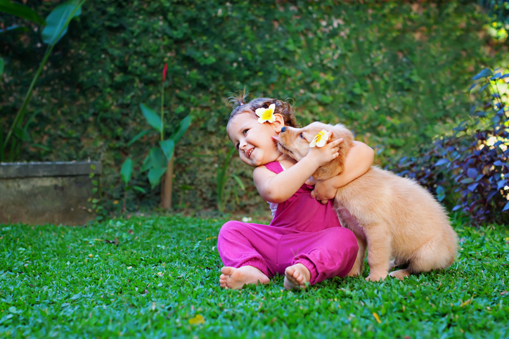 Funny photo of happy baby hugging beautiful golden labrador retriever puppy. Girl play with dog. Family lifestyle, positive emotions of children fun games with home pet on summer vacation.